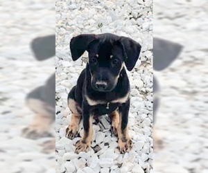Shepweiller Dogs for adoption in Stephens City, VA, USA