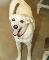 American Eskimo Dog-Unknown Mix Dogs for adoption in Bridgewater, NJ, USA