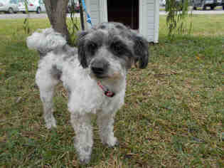 Medium Photo #1 Border Terrier Puppy For Sale in Rosenberg, TX, USA