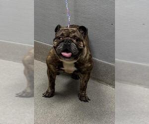 Bulldog-Unknown Mix Dogs for adoption in Las Vegas, NV, USA