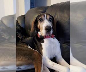 Treeing Walker Coonhound-Unknown Mix Dogs for adoption in Fredericksburg, VA, USA
