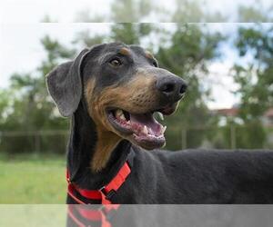 Doberman Pinscher Dogs for adoption in Denver, CO, USA