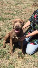 Labmaraner Dogs for adoption in Ponca City, OK, USA