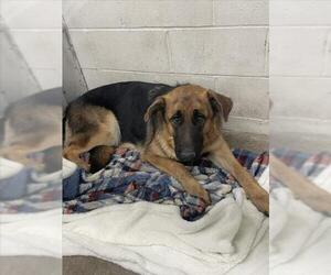 German Shepherd Dog Dogs for adoption in San Bernardino, CA, USA