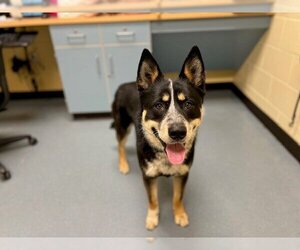 Siberian Husky-Unknown Mix Dogs for adoption in Denver, CO, USA