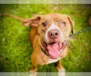 Bullboxer Pit Dogs for adoption in Orlando, FL, USA