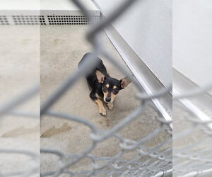 Chihuahua Dogs for adoption in Temple, TX, USA