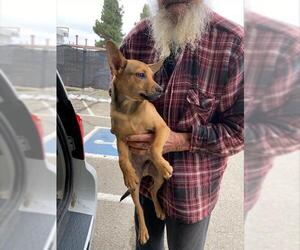 Labrador Retriever Dogs for adoption in Stockton, CA, USA