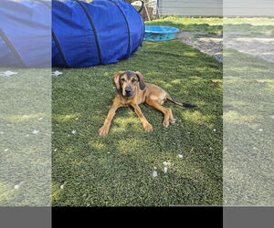 Miniature Pinscher-Unknown Mix Dogs for adoption in Tracy City, TN, USA