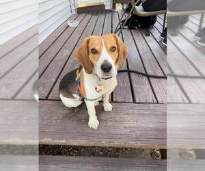 Beagle Dogs for adoption in Manchester, IA, USA