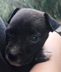 Borador Dogs for adoption in DeLand, FL, USA