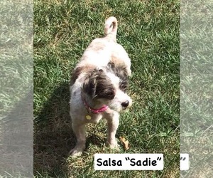 Shih-Poo Dogs for adoption in Rustburg, VA, USA