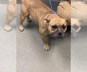 American Pit Bull Terrier-Unknown Mix Dogs for adoption in Las Vegas, NV, USA