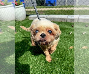 Shih Tzu Dogs for adoption in Perth Amboy, NJ, USA