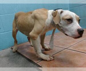 American Pit Bull Terrier Dogs for adoption in Downey, CA, USA