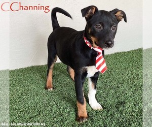 Jack Russell Terrier-Unknown Mix Dogs for adoption in San Diego, CA, USA
