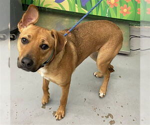 Labrador Retriever-Unknown Mix Dogs for adoption in Waco, TX, USA