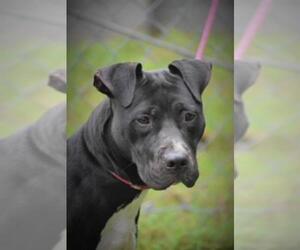 American Pit Bull Terrier Dogs for adoption in Fairfax, VA, USA