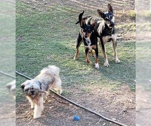 German Shepherd Dog Dogs for adoption in Peralta, NM, USA