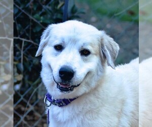 Great Pyrenees-Unknown Mix Dogs for adoption in Chester, CT, USA