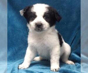 Border Collie Dogs for adoption in Show Low, AZ, USA