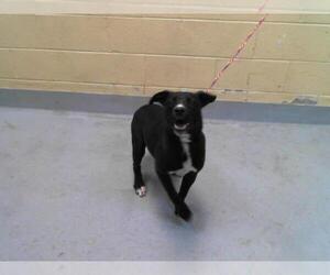 American Pit Bull Terrier-Unknown Mix Dogs for adoption in Tulsa, OK, USA