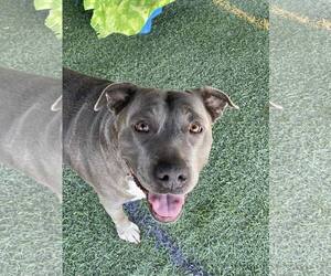 American Staffordshire Terrier-Unknown Mix Dogs for adoption in Queen Creek, AZ, USA