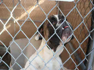 Bulldog Dogs for adoption in Redlands, CA, USA