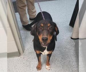 Black and Tan Coonhound Dogs for adoption in Galax, VA, USA