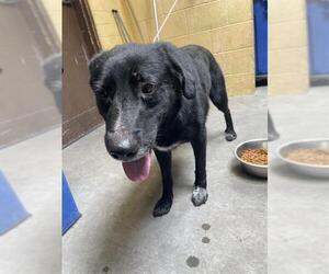 Borador Dogs for adoption in Stockton, CA, USA