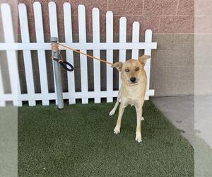 German Shepherd Dog-Unknown Mix Dogs for adoption in Modesto, CA, USA
