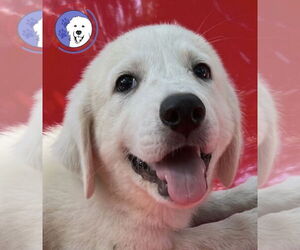 Great Pyrenees Dogs for adoption in Spring, TX, USA