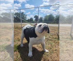 Bulldog Dogs for adoption in Vero Beach, FL, USA