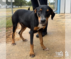 Mutt Dogs for adoption in Washington, DC, USA