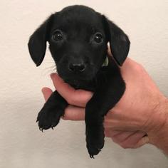English Springer Spaniel Dogs for adoption in Austin, TX, USA