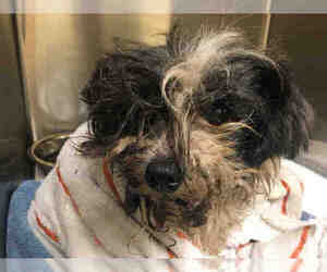 Shih Tzu Dogs for adoption in Orange, CA, USA