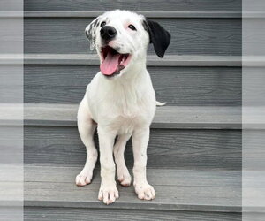Border Collie-Unknown Mix Dogs for adoption in Salt Lake City, UT, USA
