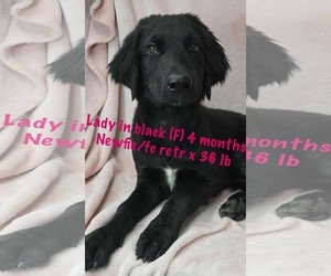 Mutt Dogs for adoption in pomfret, CT, USA