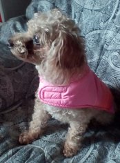 Poodle (Toy) Dogs for adoption in Apple Valley, CA, USA