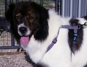 Karelian Bear Dog Dogs for adoption in Peyton, CO, USA