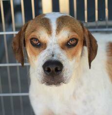 Beagle-Unknown Mix Dogs for adoption in Clifton, TX, USA