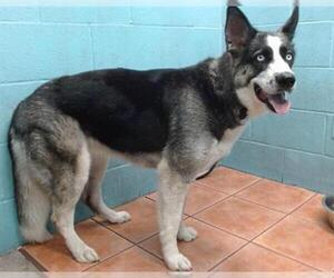 German Shepherd Dog-Siberian Husky Mix Dogs for adoption in Downey, CA, USA