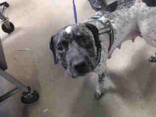 German Shorthaired Pointer Dogs for adoption in Charlotte, NC, USA