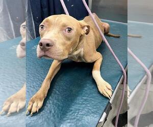 American Pit Bull Terrier Dogs for adoption in Mobile, AL, USA