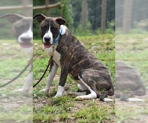 American Pit Bull Terrier-Labrador Retriever Mix Dogs for adoption in Newnan, GA, USA
