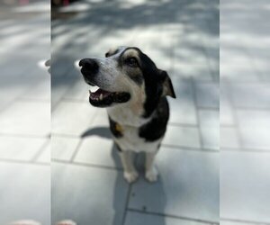 Siberian Husky-Unknown Mix Dogs for adoption in New York, NY, USA