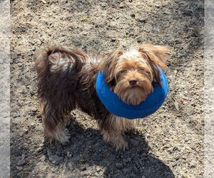 Mutt Dogs for adoption in Spring, TX, USA
