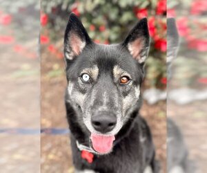 German Shepherd Dog-Huskies  Mix Dogs for adoption in Lake Forest, CA, USA
