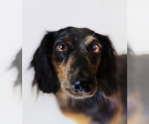 Dachshund Dogs for adoption in York, SC, USA