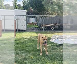 Mutt Dogs for adoption in Ogden, UT, USA